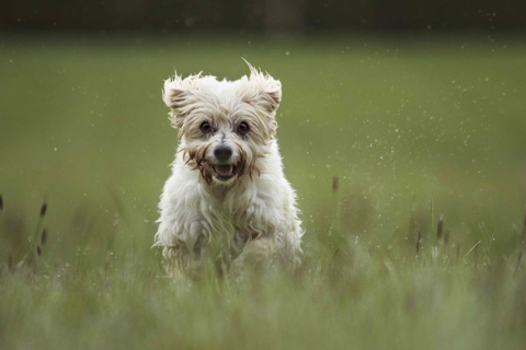 Rennender kleiner weißer Hund, Lübeck
